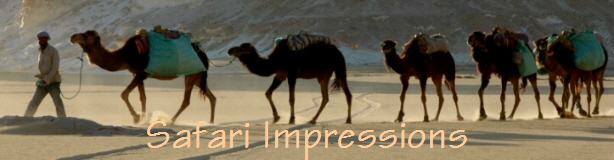 Safari Impressions